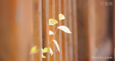 秋天木栅栏中长出的枝叶